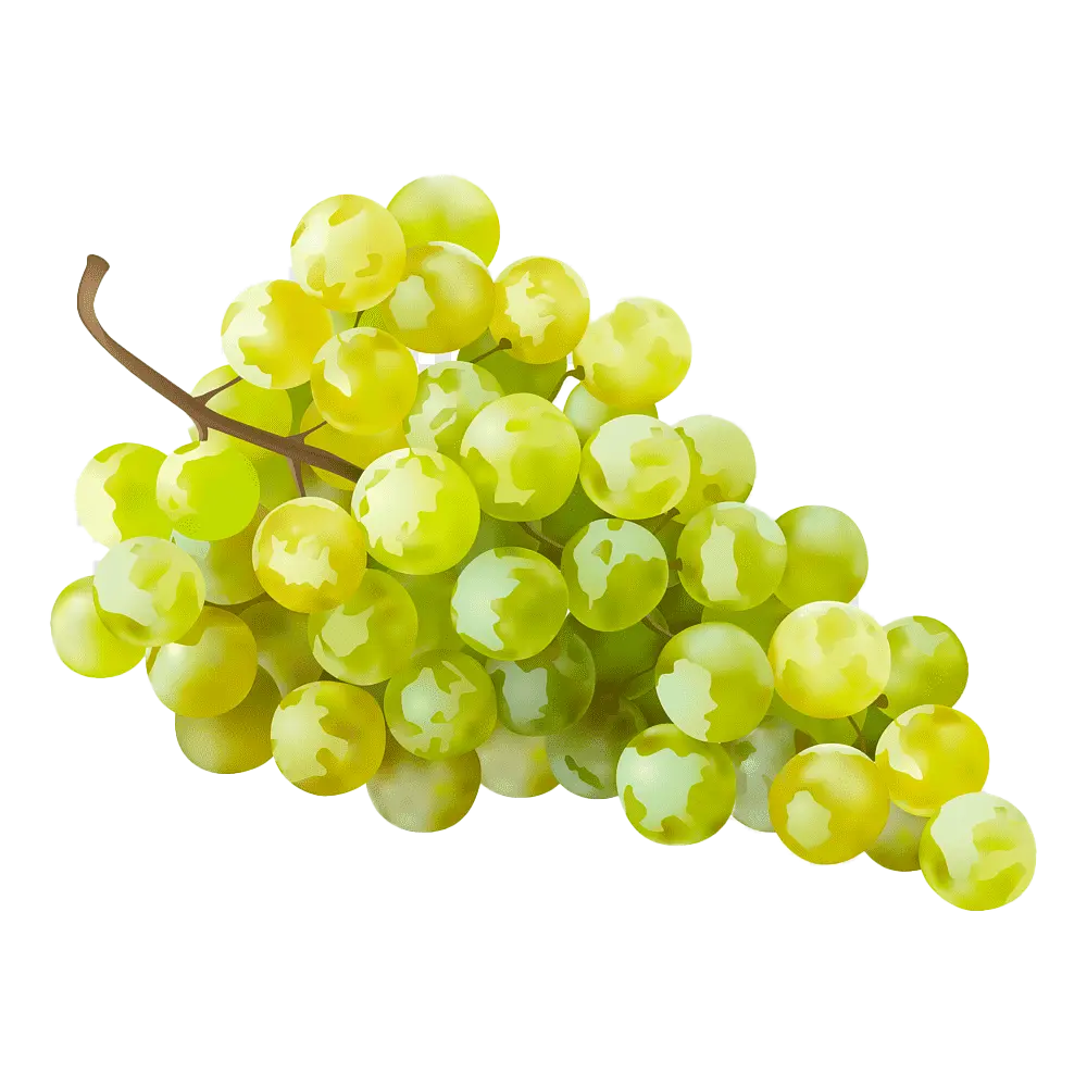 White seedless grapes