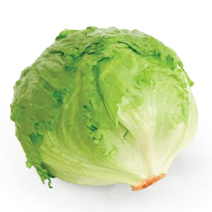 Fresh Lettuce 'Iceberg'