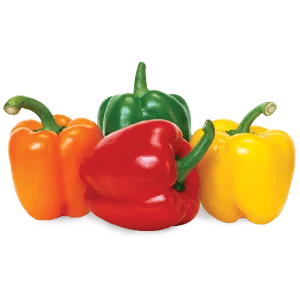 Capsicum